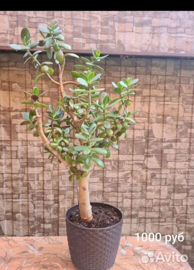 Крассула (денежное дерево)