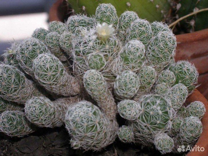 Кактус Маммилярия, детки