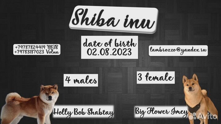 Щенки сиба ину