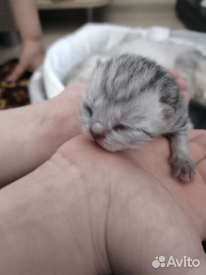 Британские котята