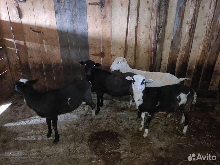 Овцы бараны