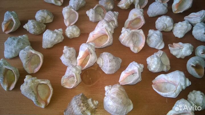Ракушки морские