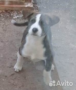 Собака отдам в добрые руки