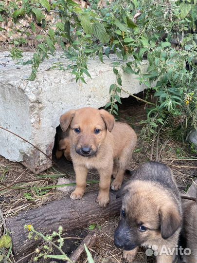 Собака в добрые руки щенок