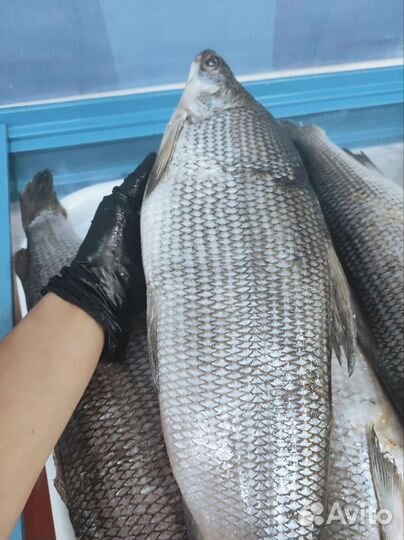 Муксун свежемороженый