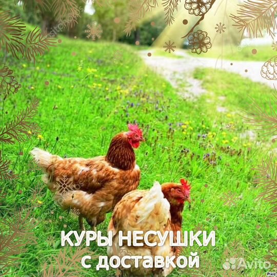Куры на яйцо