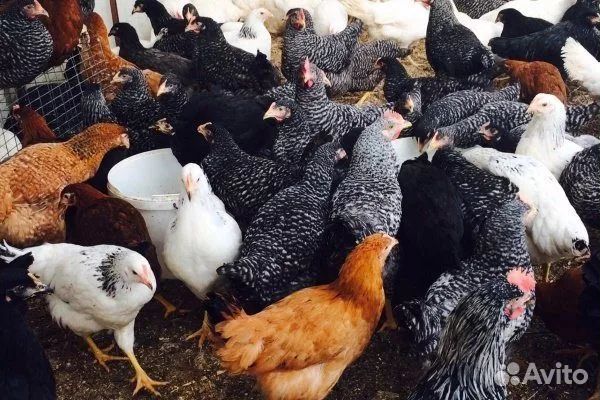 Куры молодки несушки домашние