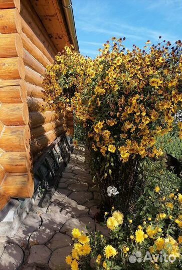 Рассада многолетних цветов