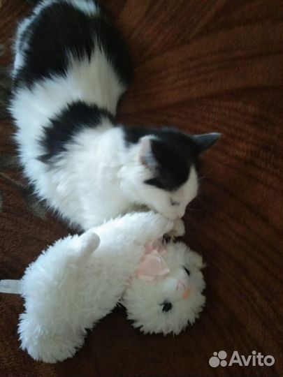 Кошки