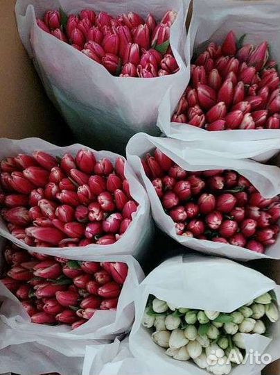 Тюльпаны оптом к 8 марта