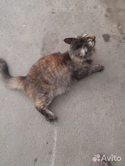 В добрые руки