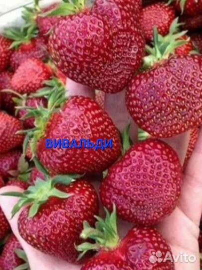 Саженцы клубники