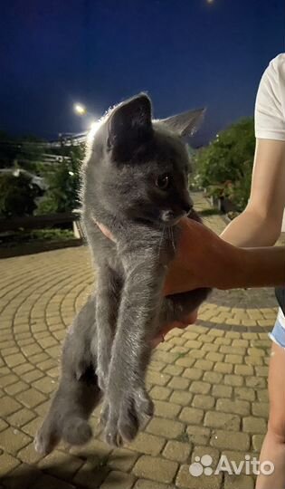 Британский кот