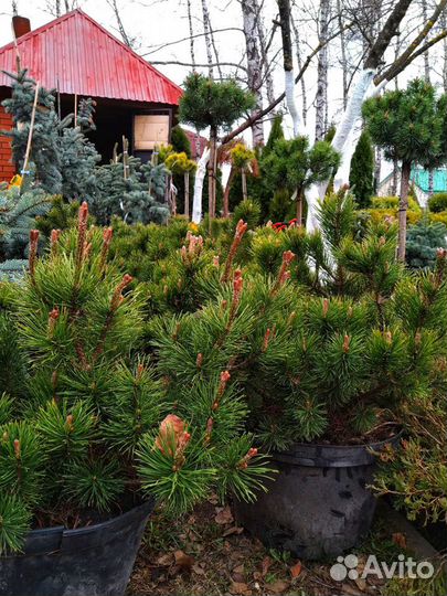 Сосна горная