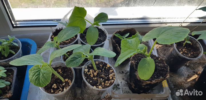 Рассада огурцов