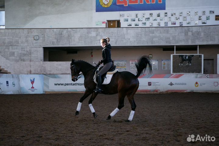 Выездковый мерин