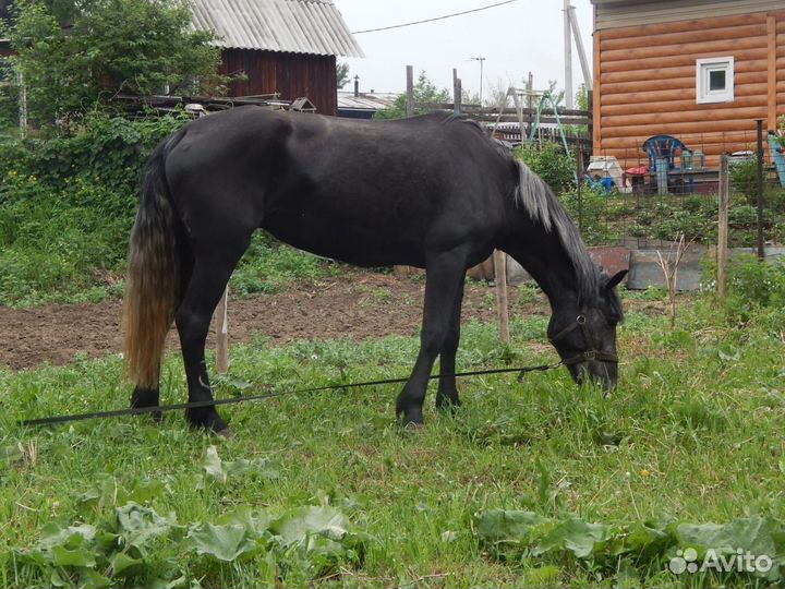 Лошадь