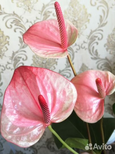 Антуриум Мистик