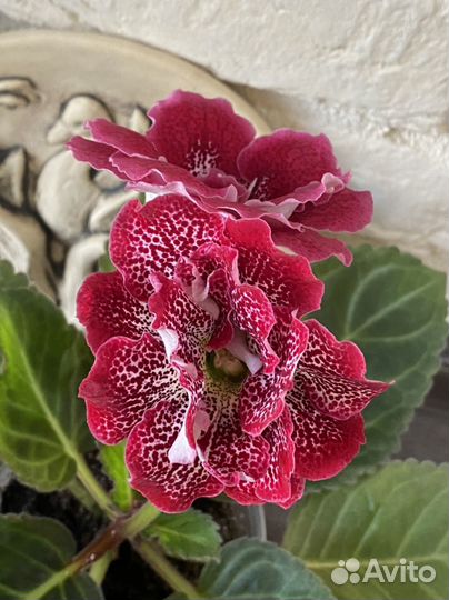 Глоксиния ен Глоток вина детка и клубень 3 см