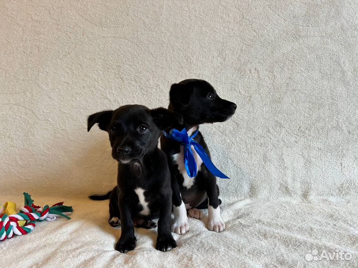 Щенки от маленькой собачки бесплатно