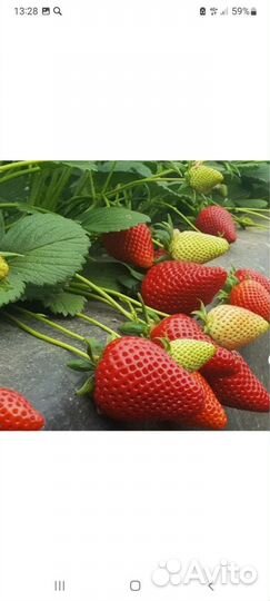 Саженцы клубники крупноплодной и ремонтантной