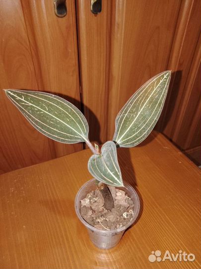 Орхидея лудизия