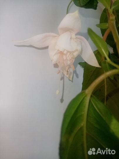 Фуксия белая