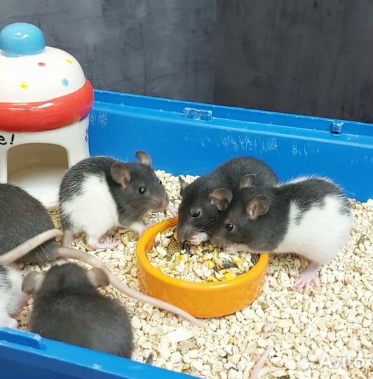 Крысята дамбо