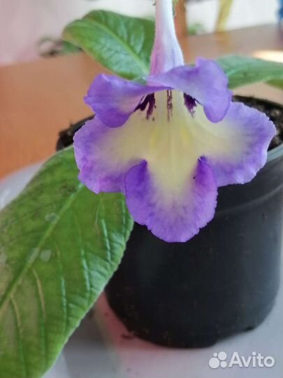 Стрептокарпусы