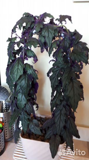 Отростки гинуры, колеуса