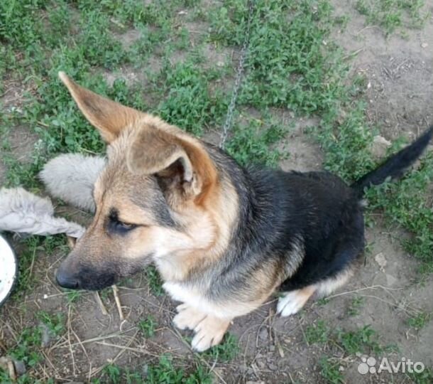 Щенок в добрые руки бесплатно