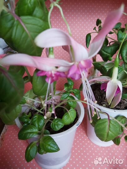 Фуксия растение