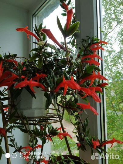 Комнатные растения