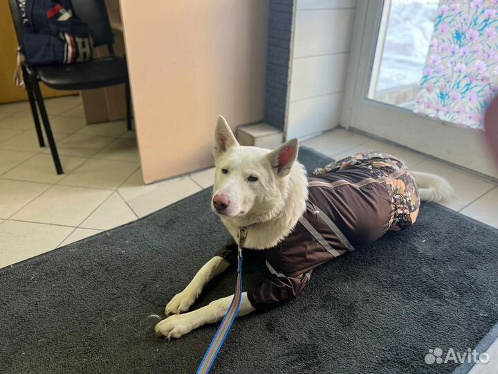 Собака кобель