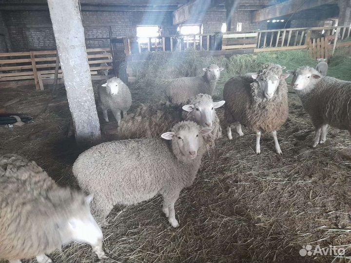 Бараны тексель