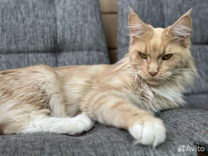 Кошка мейкун