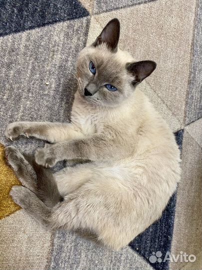 Тайская кошечка
