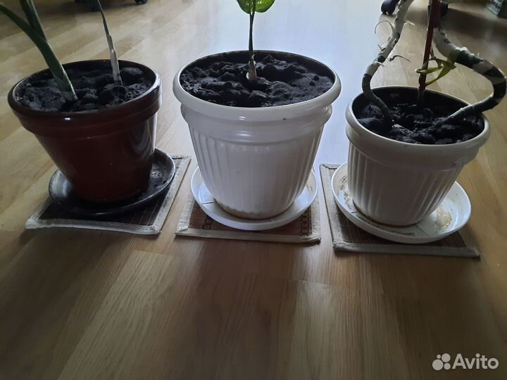 Керамических плошки с цветами