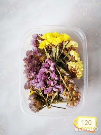 Сухоцветы разные