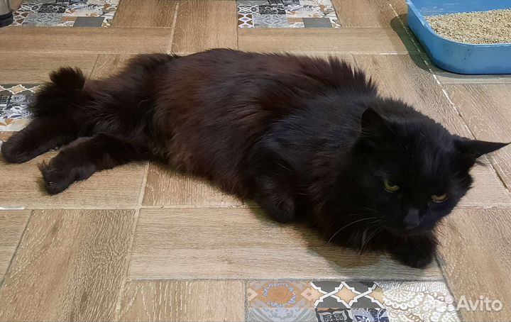 Кошка в добрые руки