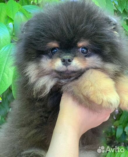 Померанский шпиц