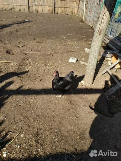 Инкубационное яйцо