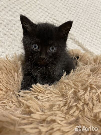 Котенок мальчик 1,5 месяца