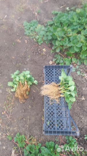 Рассада клубники