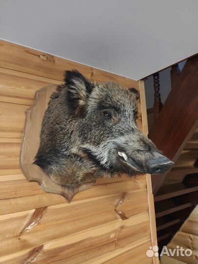 Чучело головы кабана