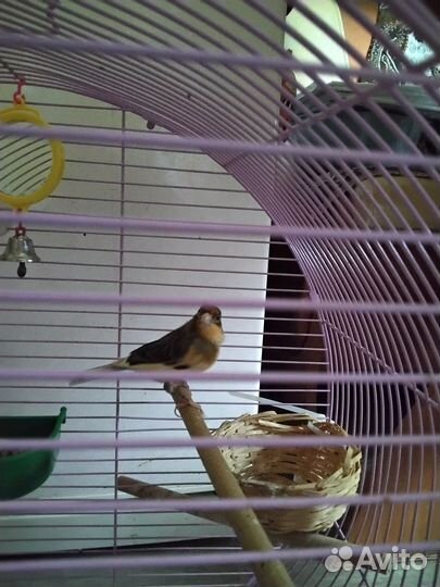 Кенар певчий