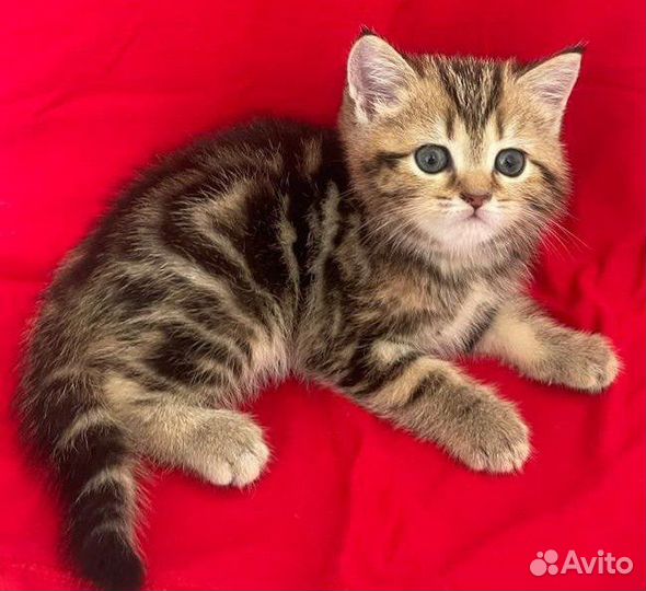 Шотландские котята