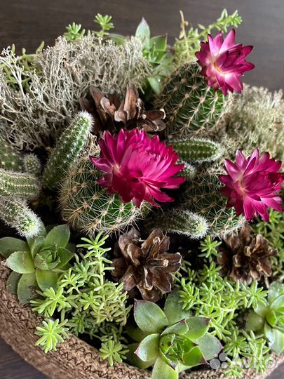 Флорариум с суккулентами