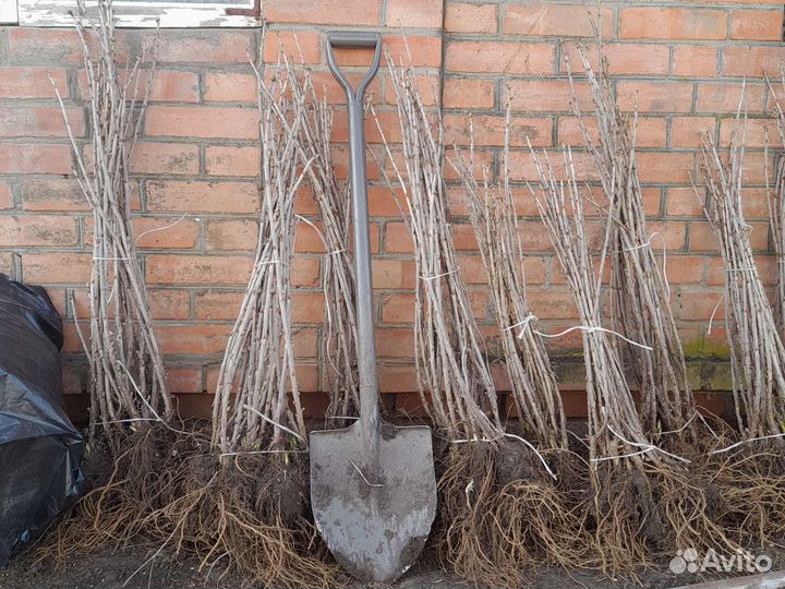 Саженцы черной смородины