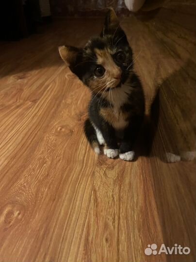 Кошечка в добрые руки